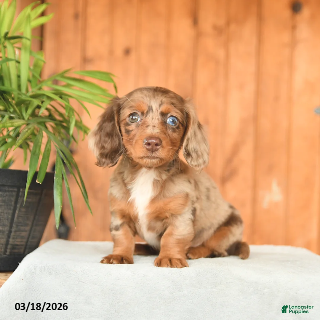 Miniature Dachshund dogs for sale: Choca - Ad 2