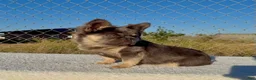 French Bulldog dogs for sale:  Rocky 🩶 Rare Lilac Tan Fluffy in LA, CA - USA DELIVERY OPTIONS! - Ad 5