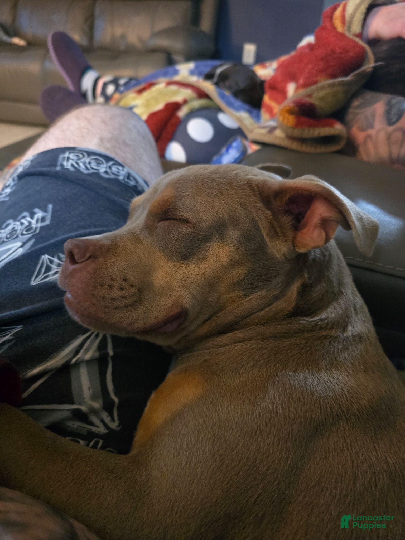 American Bully dogs American Bully  - Ad 3