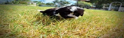 Havapoo dogs for sale: Kibbles - Ad 11