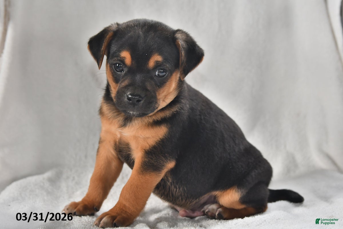 Mixed Breed dogs Ace - Ad 2