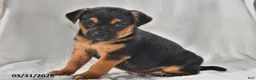 Mixed Breed dogs for sale: Ace - Ad 2