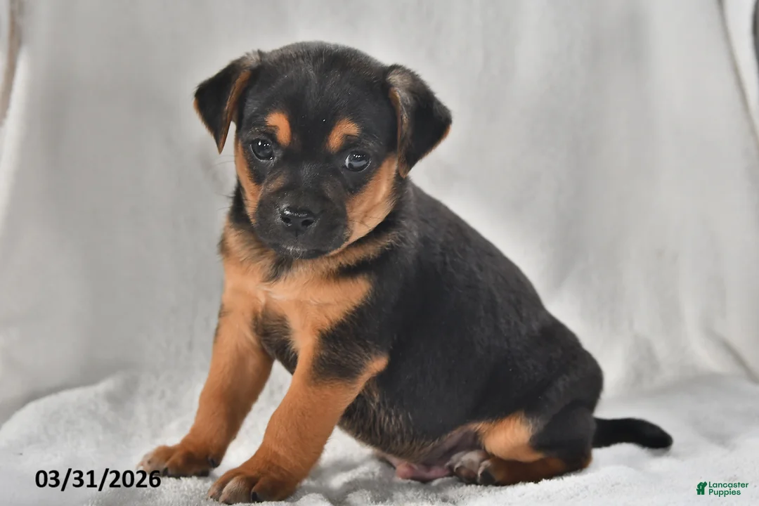 Mixed Breed dogs for sale: Ace - Ad 2