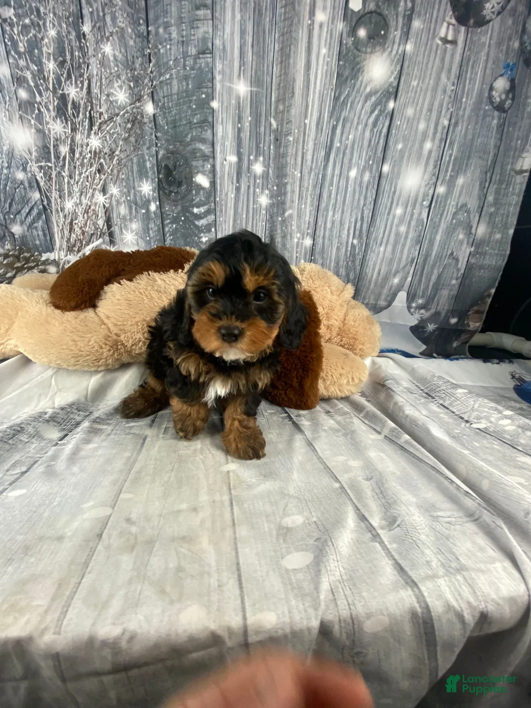 Cavapoo dogs for sale: Remy - Ad 4