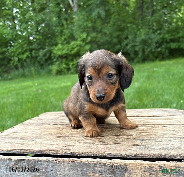 Dachshund dogs River - Ad 2