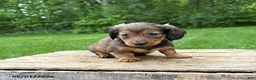 Dachshund dogs for sale: River - Ad 2