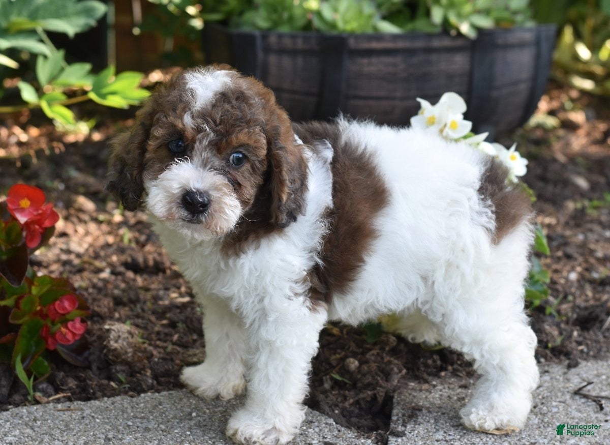 Miniature Poodle dogs for sale: Archie - Ad 4