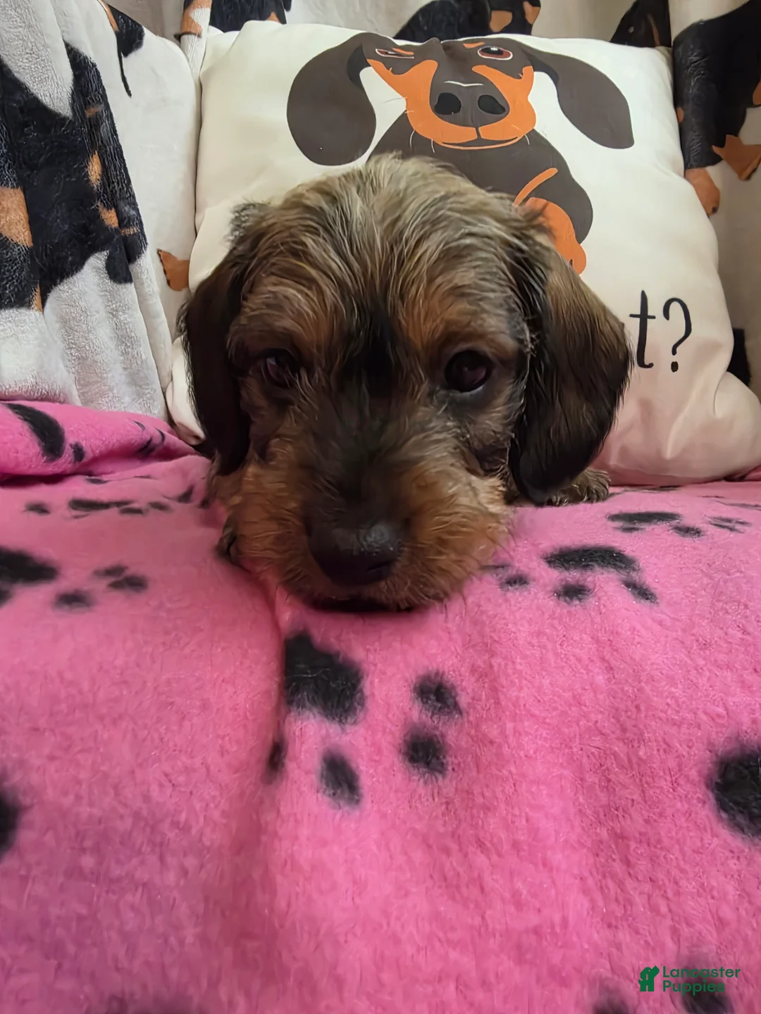Miniature Dachshund dogs for sale: Thelma - Ad 1