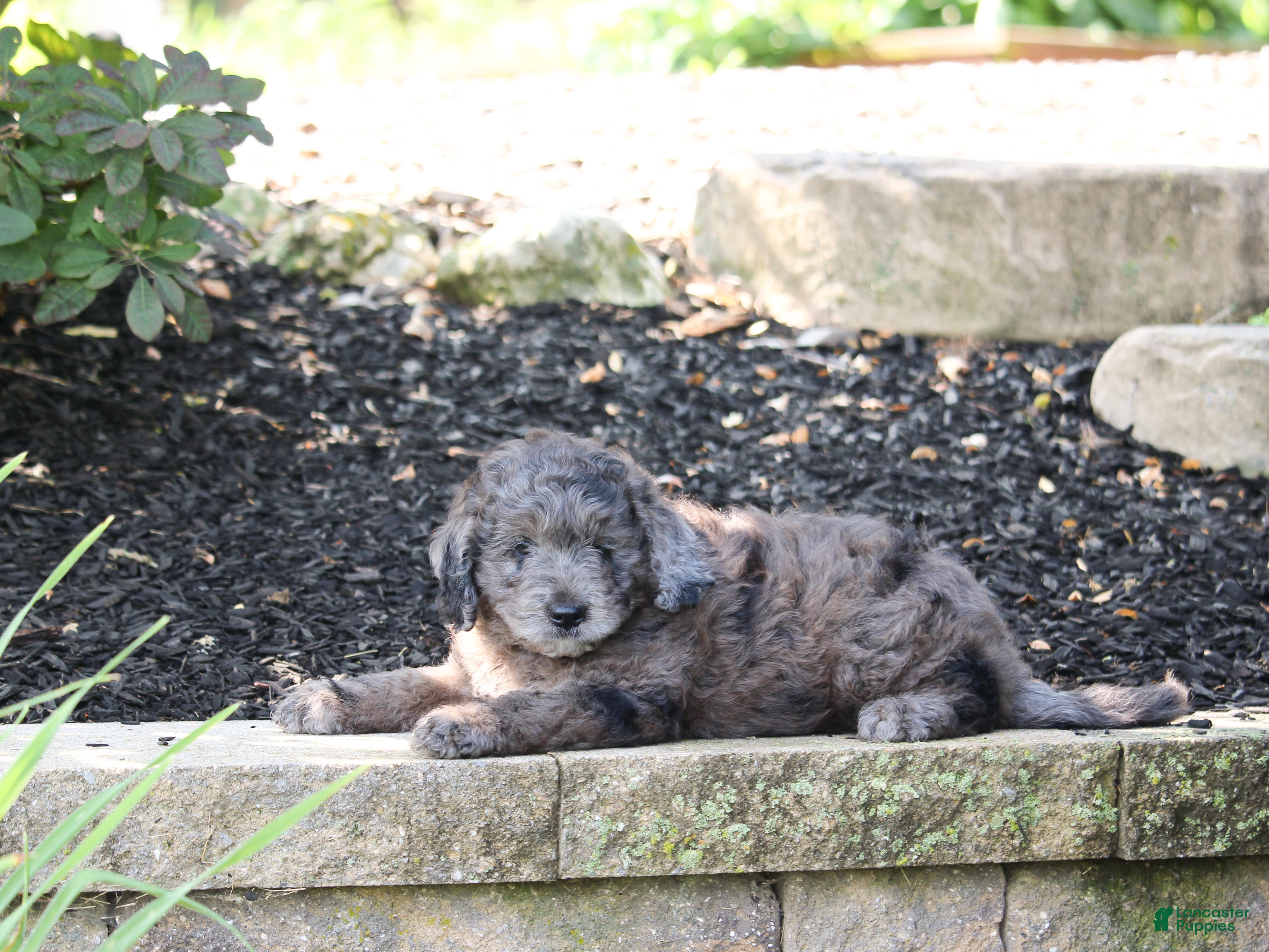 Mini Goldendoodle dogs for sale: Ranger - Ad 1