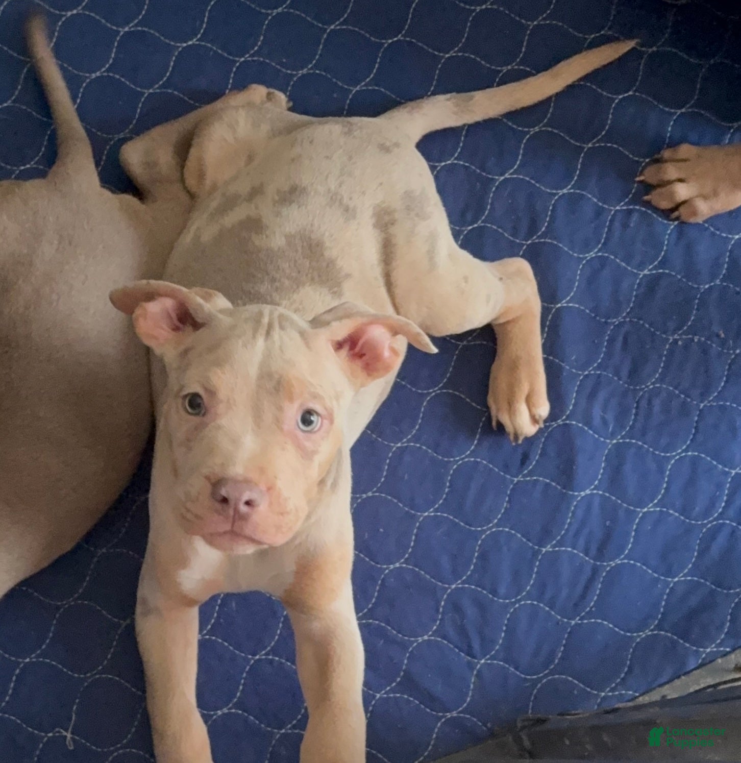 American Bully dogs American Bully 2 - Ad 13