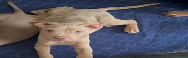 American Bully 2