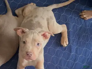 American Bully dogs American Bully 2 - Ad 13