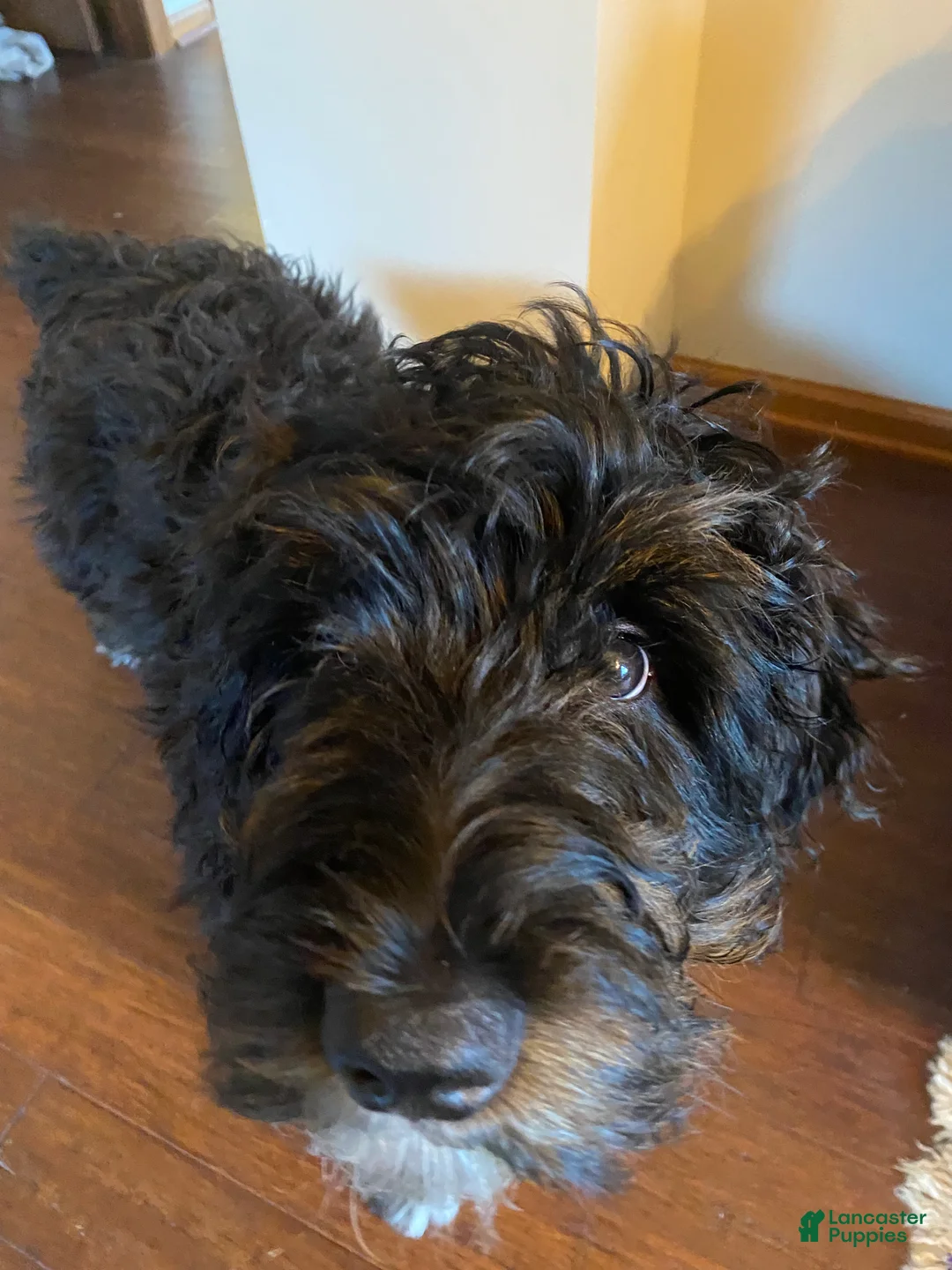 Mixed Breed dogs for sale: Female # 5 English  Shepherd Doodle  - Ad 13