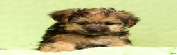 Yorkiepoo dogs for sale: Rio - Ad 7