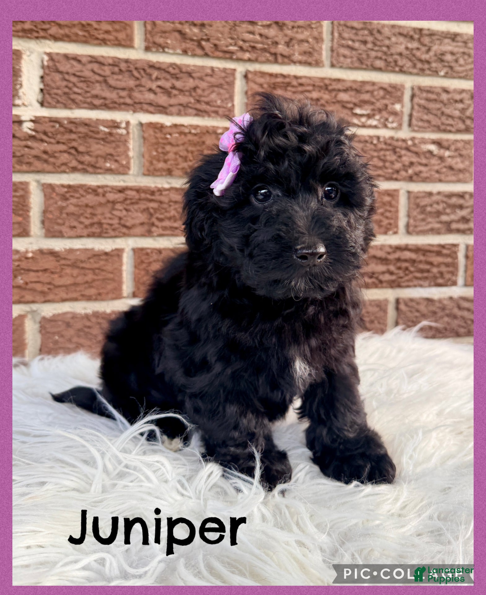 Yorkiepoo dogs Juniper - Ad 1