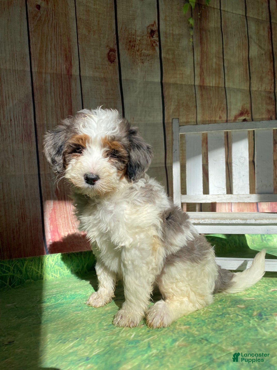 Mini Bernedoodle dogs for sale: Spur - Ad 1