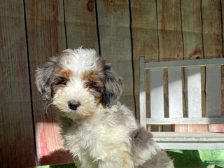 Mini Bernedoodle dogs Spur - Ad 29