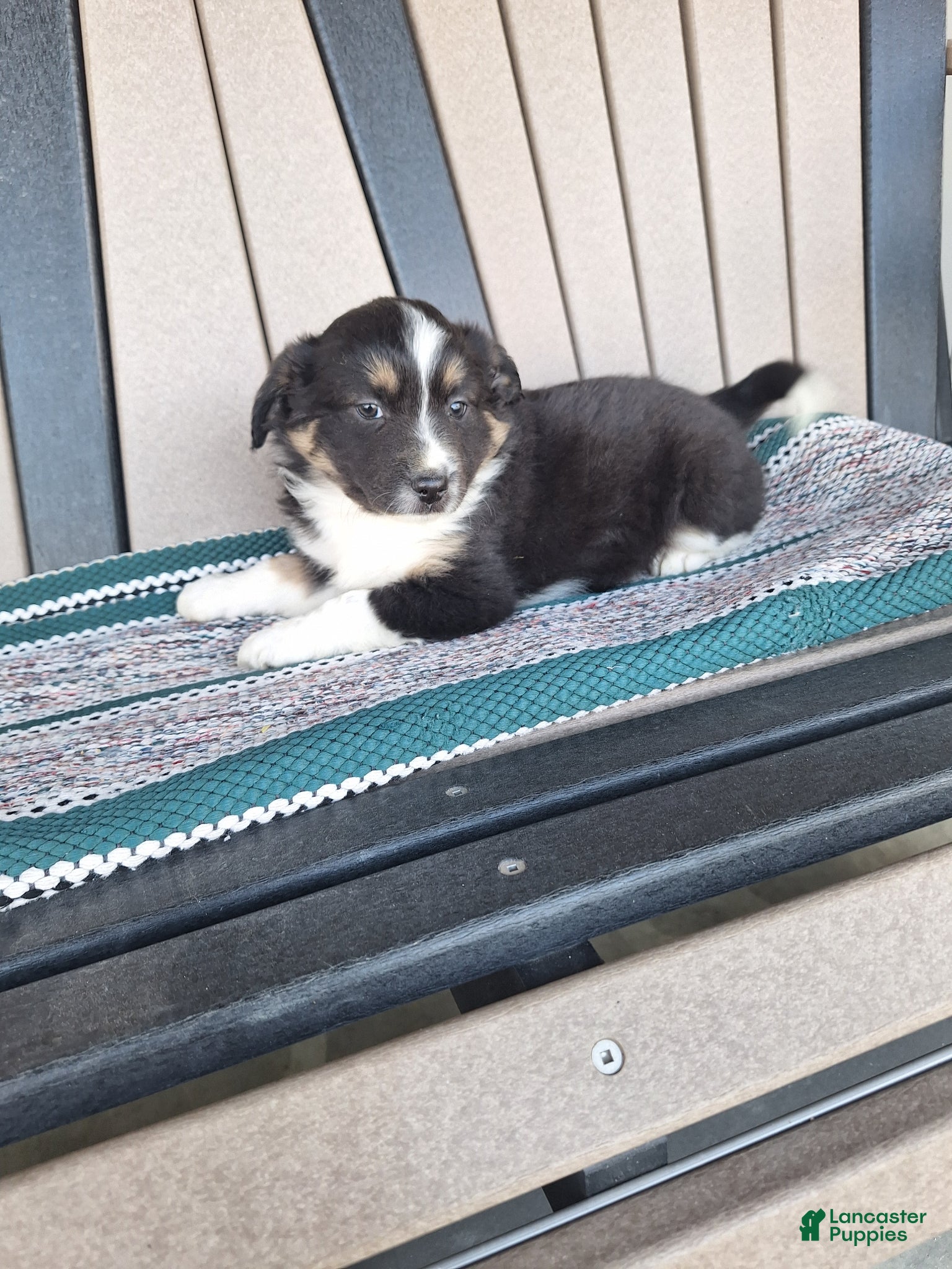 Miniature Australian Shepherd dogs Teddy - Ad 4