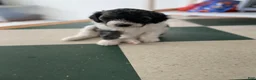 Bernedoodle dogs for sale: CJ - Ad 2