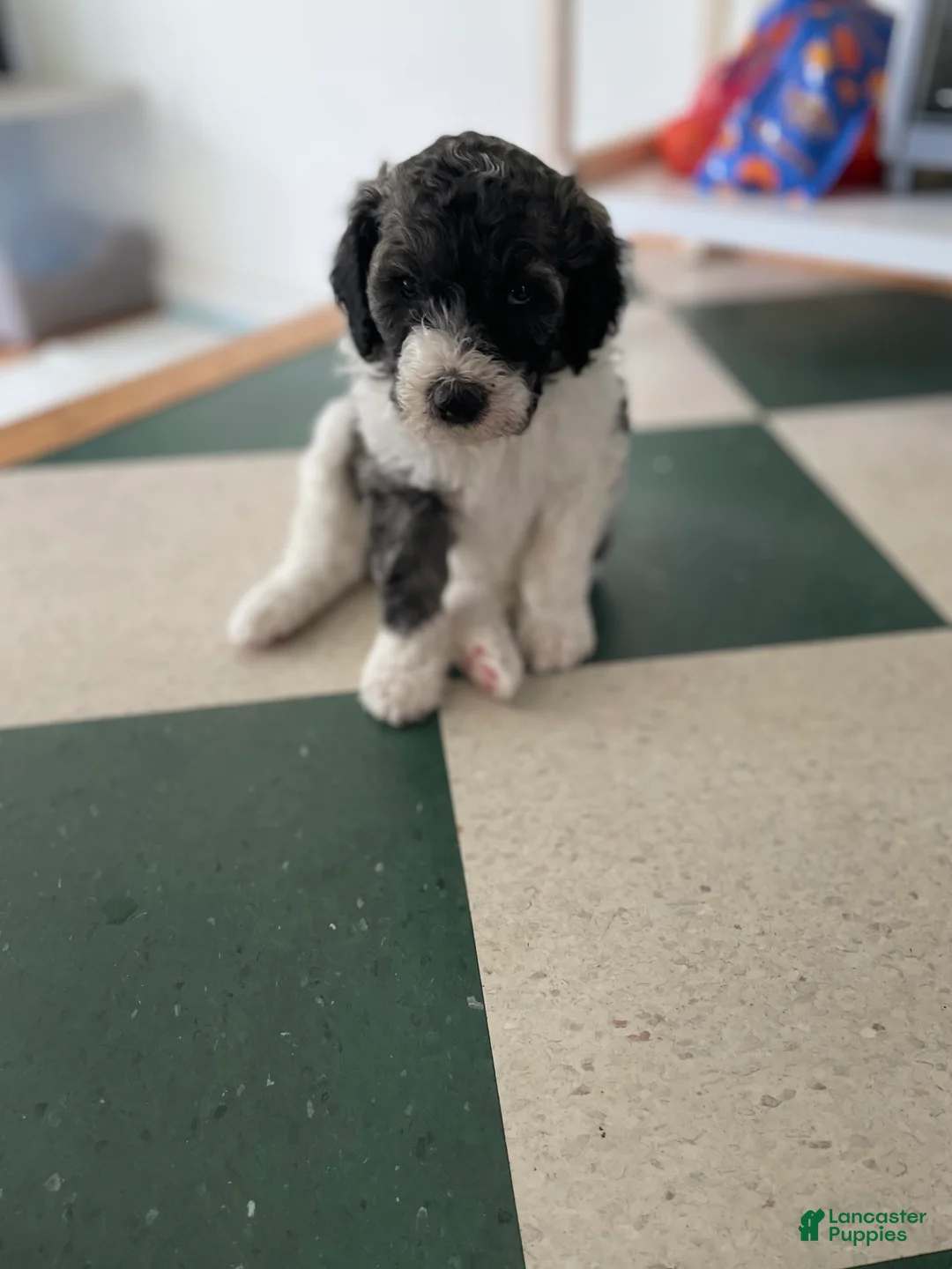 Bernedoodle dogs for sale: CJ - Ad 2