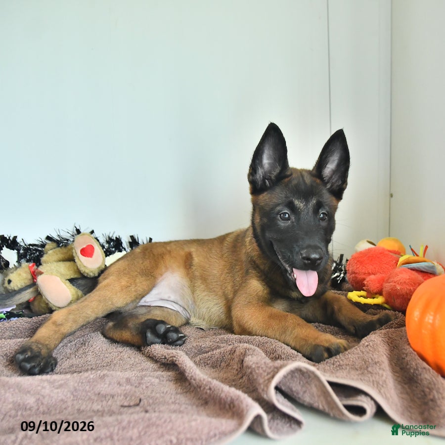 Belgian Malinois dogs Tonks - Ad 2
