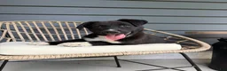 Mixed Breed dogs for sale: Mixed Breed Puppy 1 - Ad 5