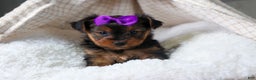 Yorkshire Terrier dogs for sale: CALLIE - Ad 2