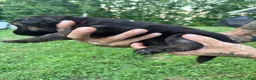 German Shepherd dogs for sale: Bear - Ad 9