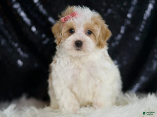 Maltipoo dogs - Ad 28