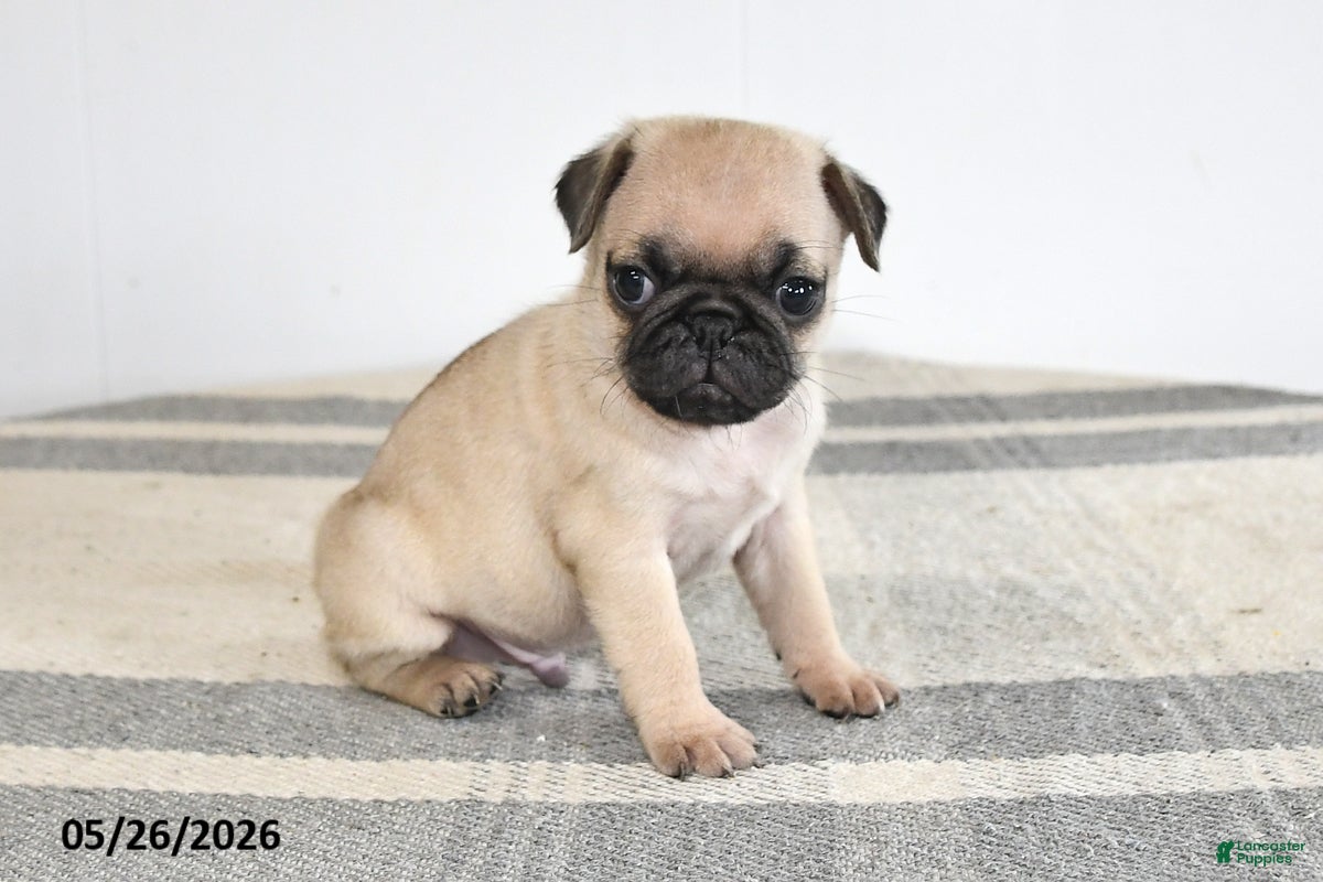 Pug dogs Edison - Ad 1
