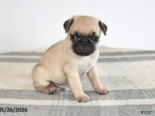 Pug dogs for sale: Edison - Ad 3