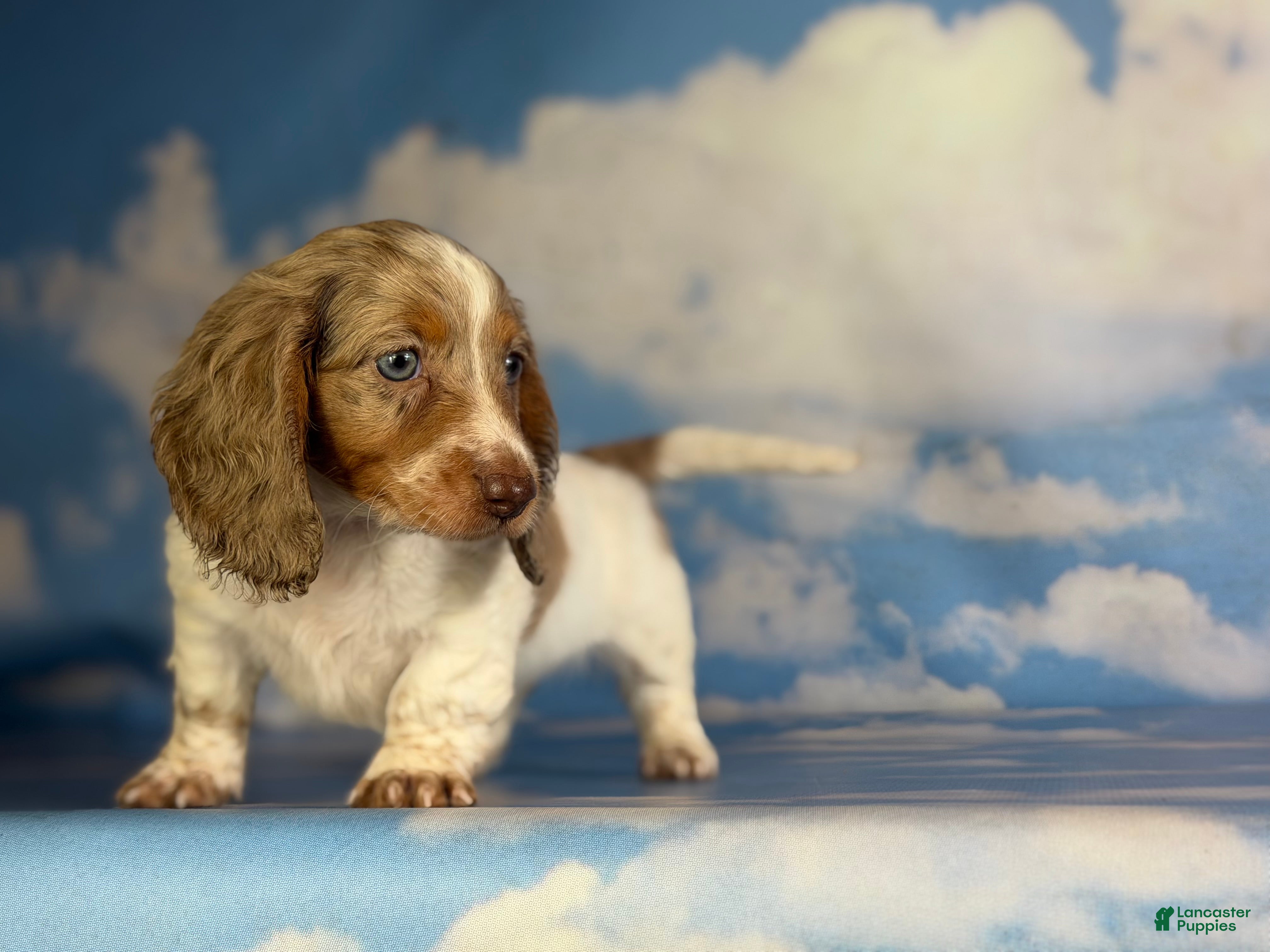 Miniature Dachshund dogs Plum Dappled LH  - Ad 1