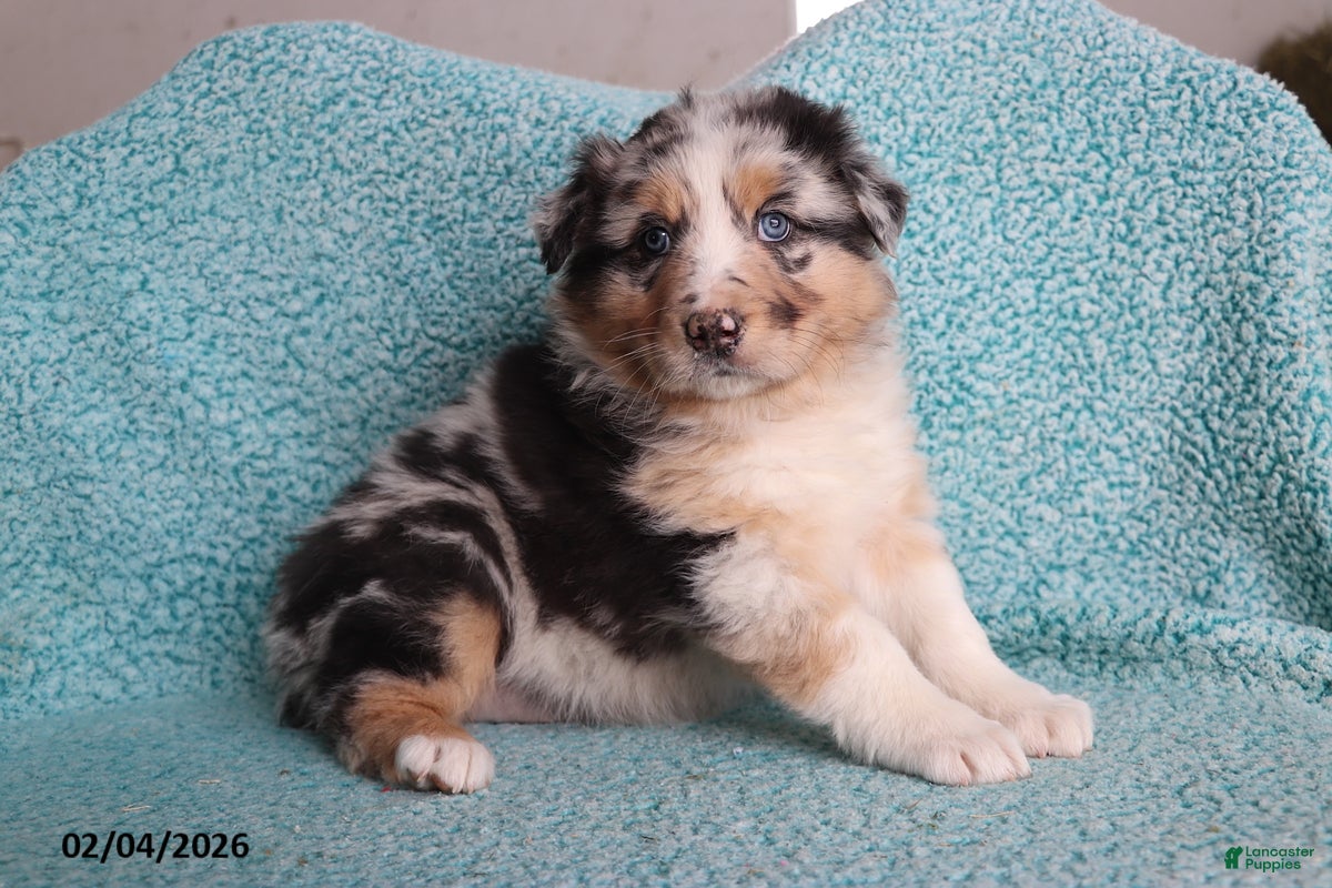 Australian Shepherd dogs for sale: Dora - Ad 1