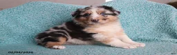 Australian Shepherd dogs for sale: Dora - Ad 1