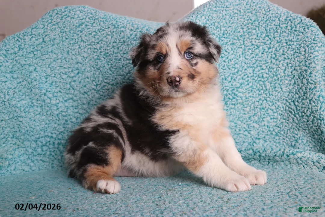 Australian Shepherd dogs for sale: Dora - Ad 1
