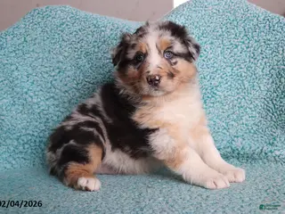 Australian Shepherd dogs for sale: Dora - Ad 1