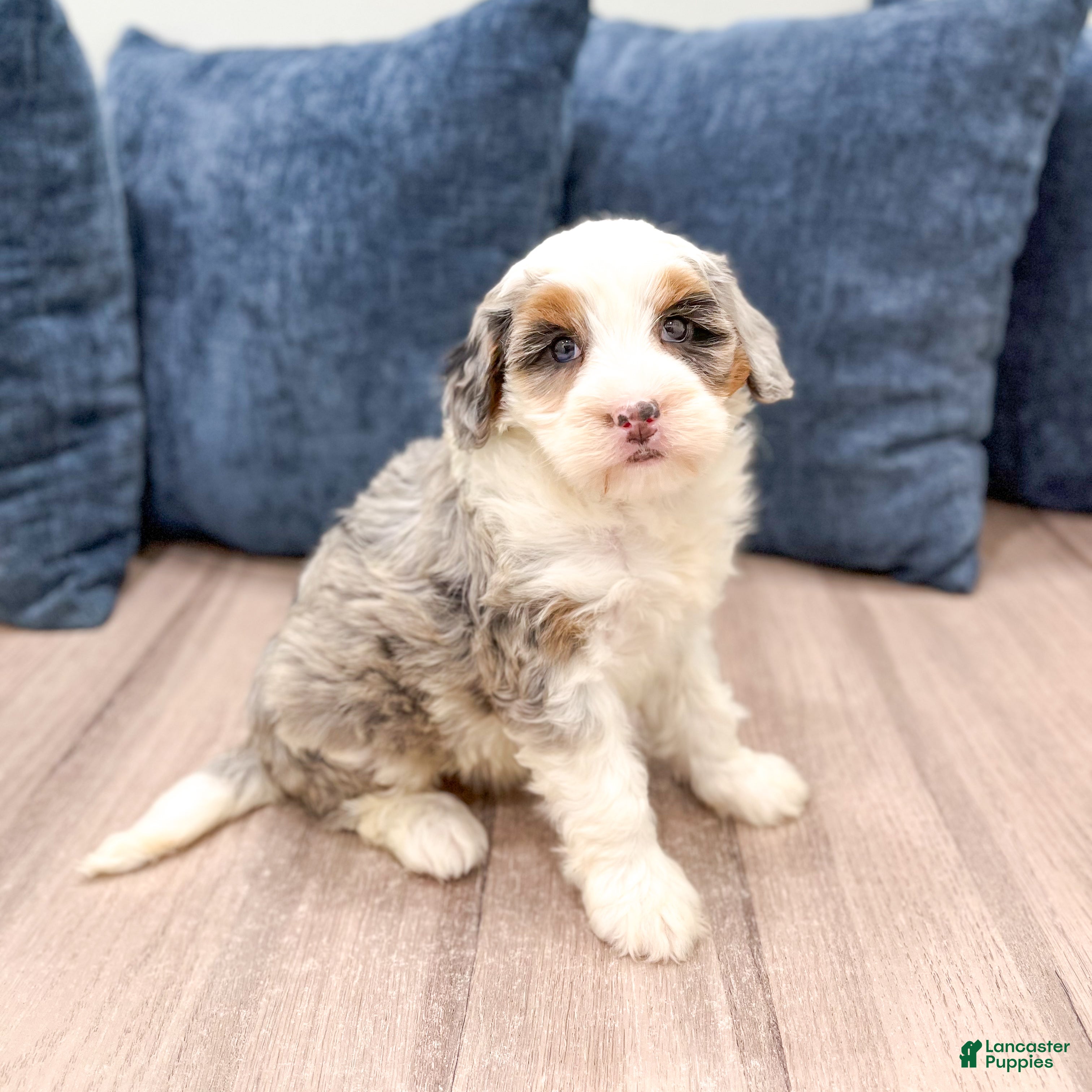 Mini Bernedoodle dogs Sadie - Ad 2