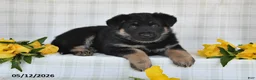 German Shepherd dogs for sale: Nicole - Ad 4
