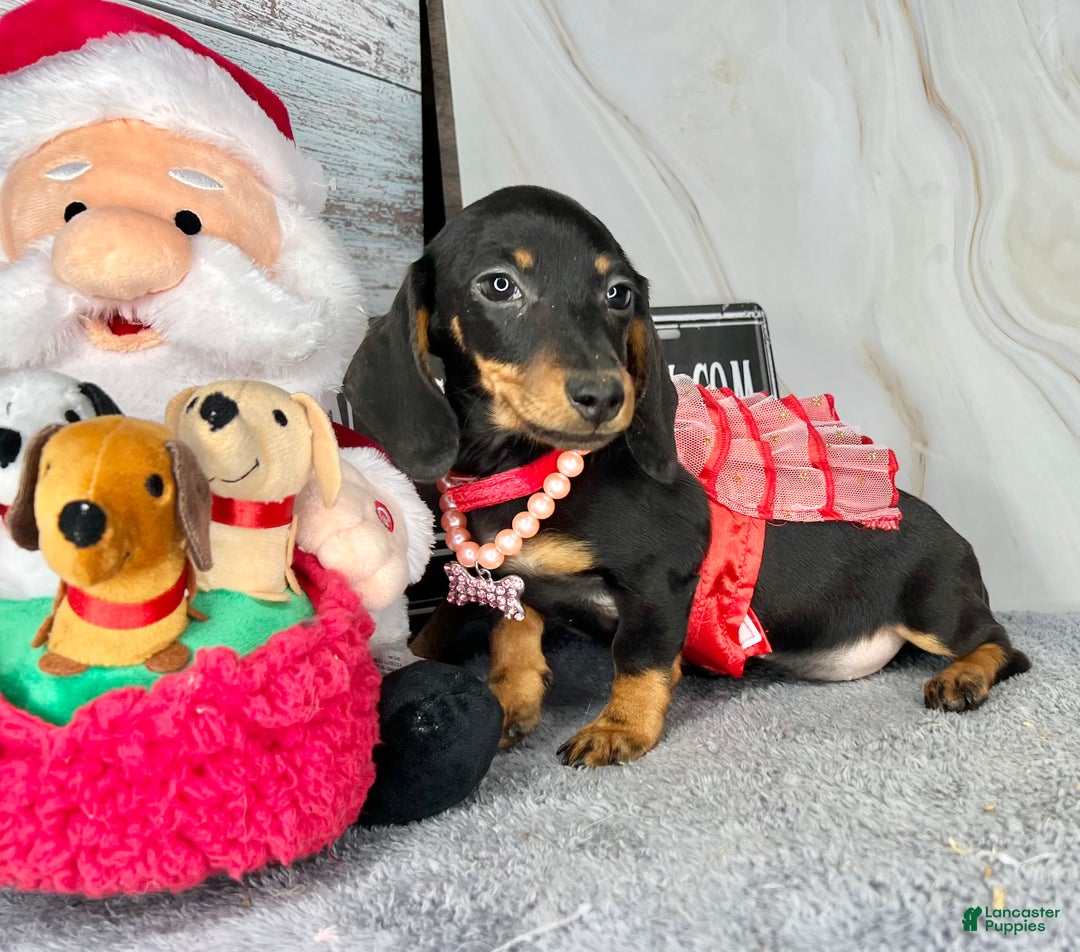 Miniature Dachshund dogs for sale: Import AKC female - Ad 4