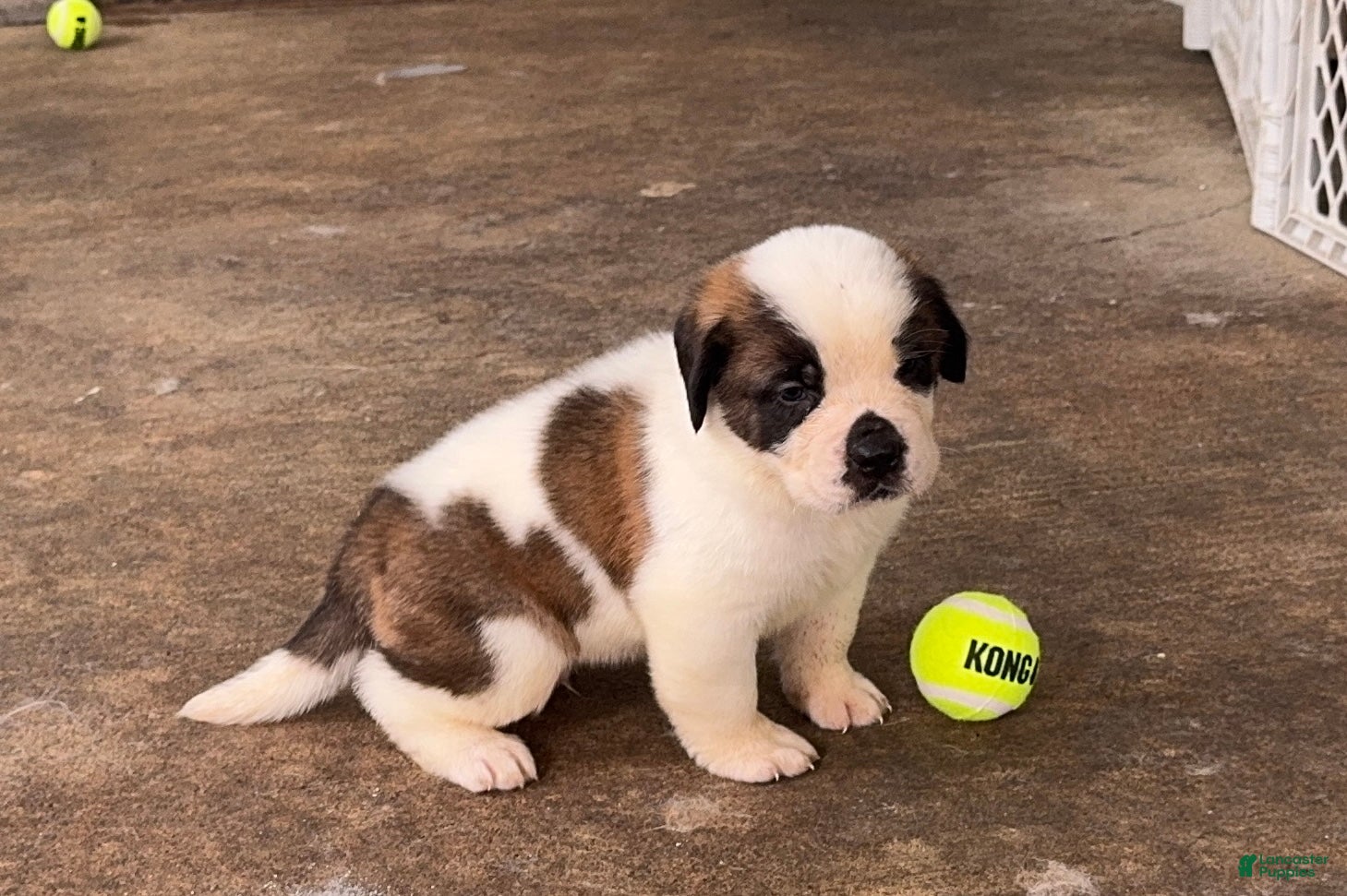 Saint Bernard dogs Zaps ⚡️  - Ad 11