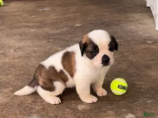 Saint Bernard dogs Zaps ⚡️ - Ad 11