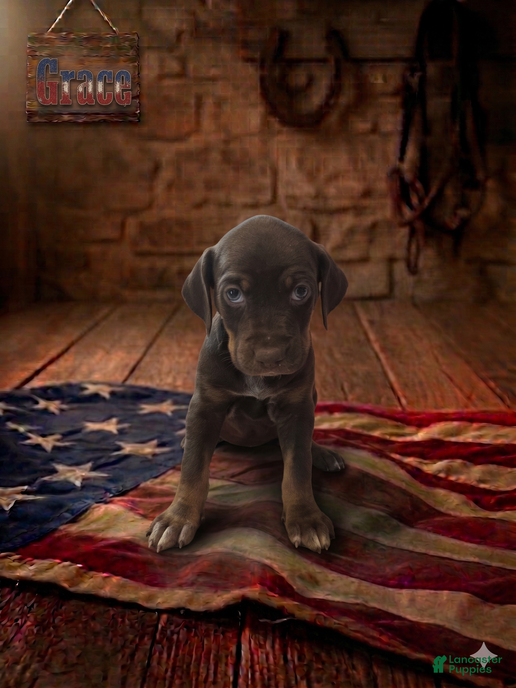 Catahoula Leopard Dog dogs Grace - Ad 1