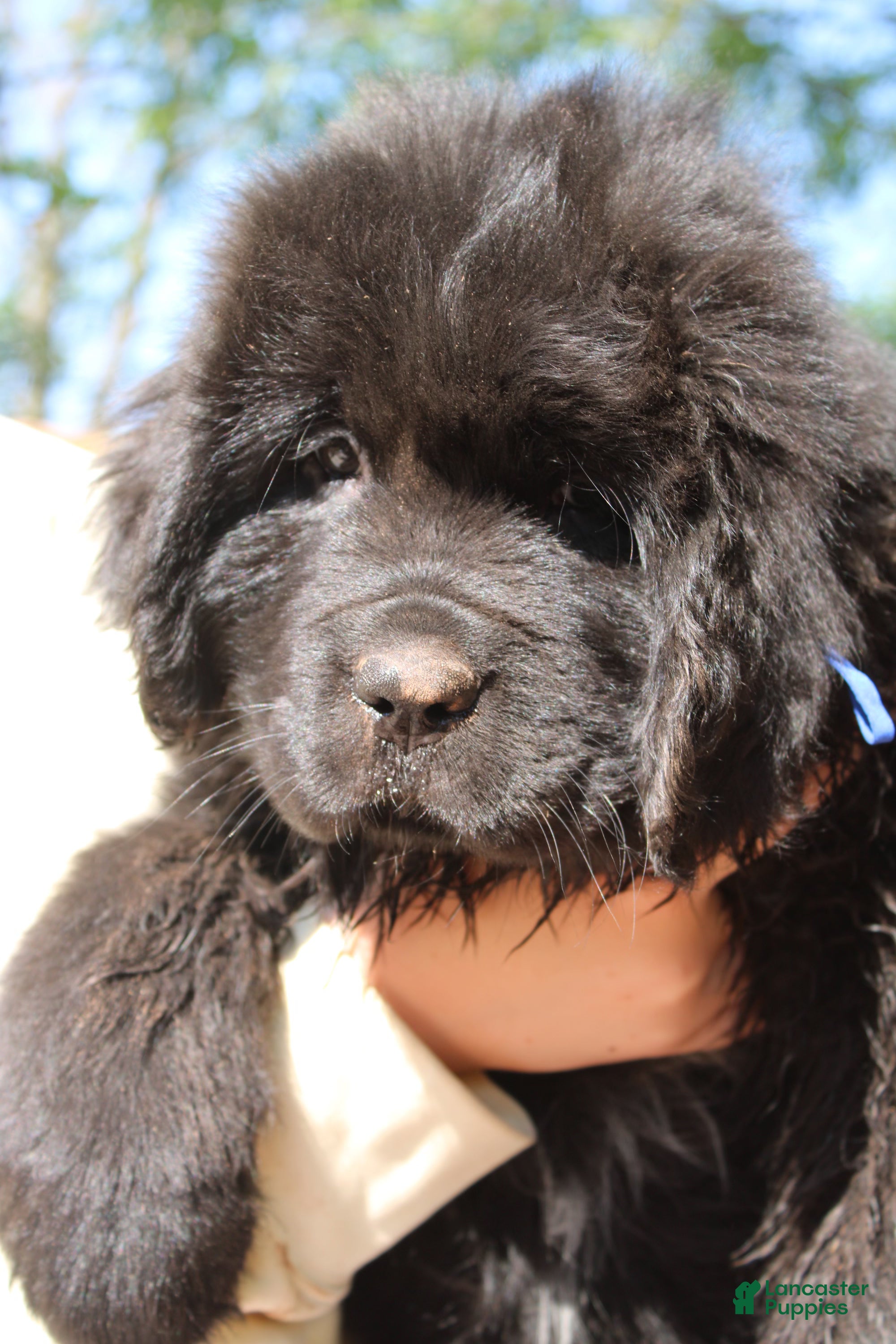 Newfoundland dogs Monarch - Ad 2