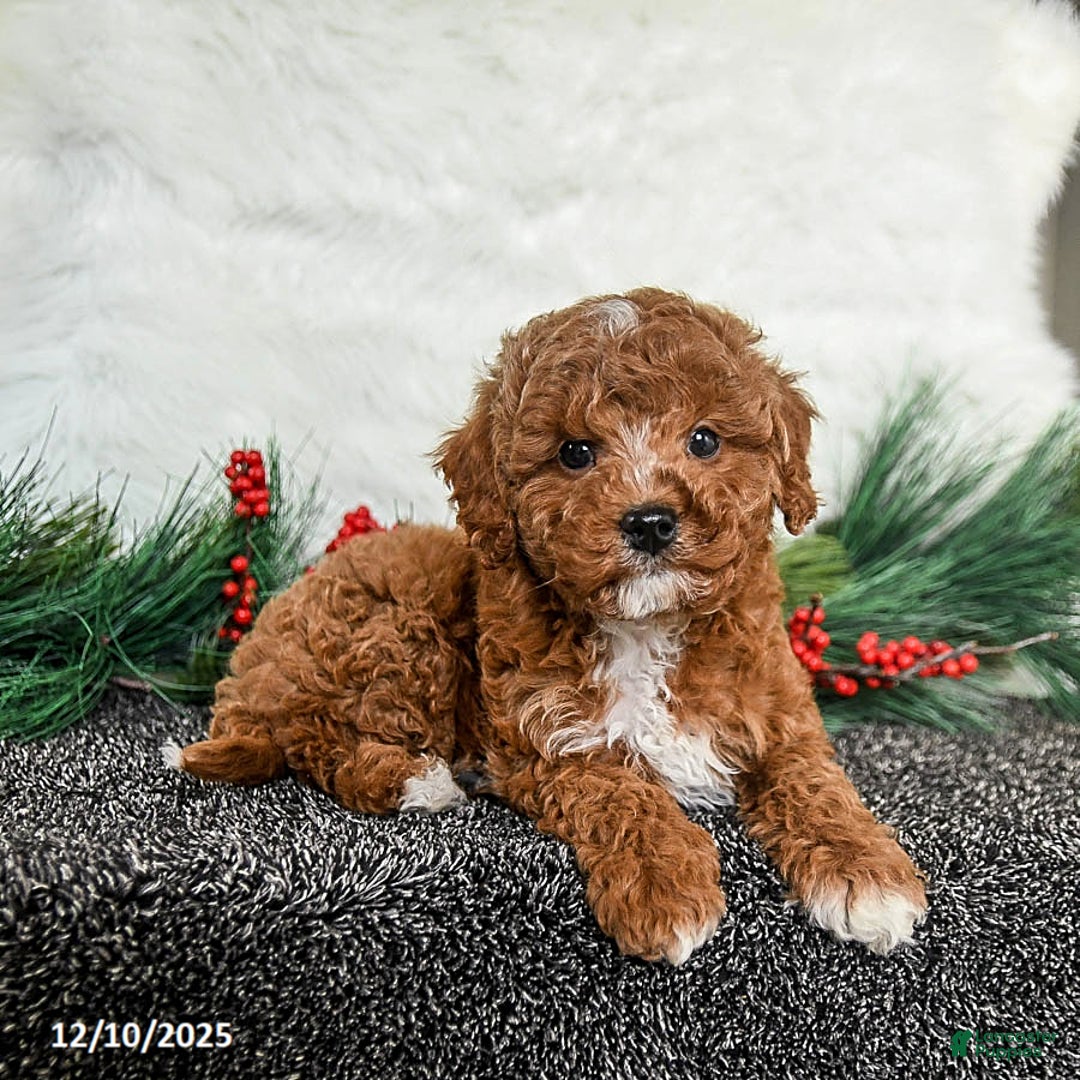 Toy Poodle dogs for sale: Jingles - Ad 2