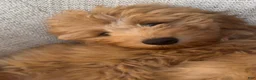 Mini Goldendoodle dogs for sale: Mini Goldendoodle Girl - Ad 1