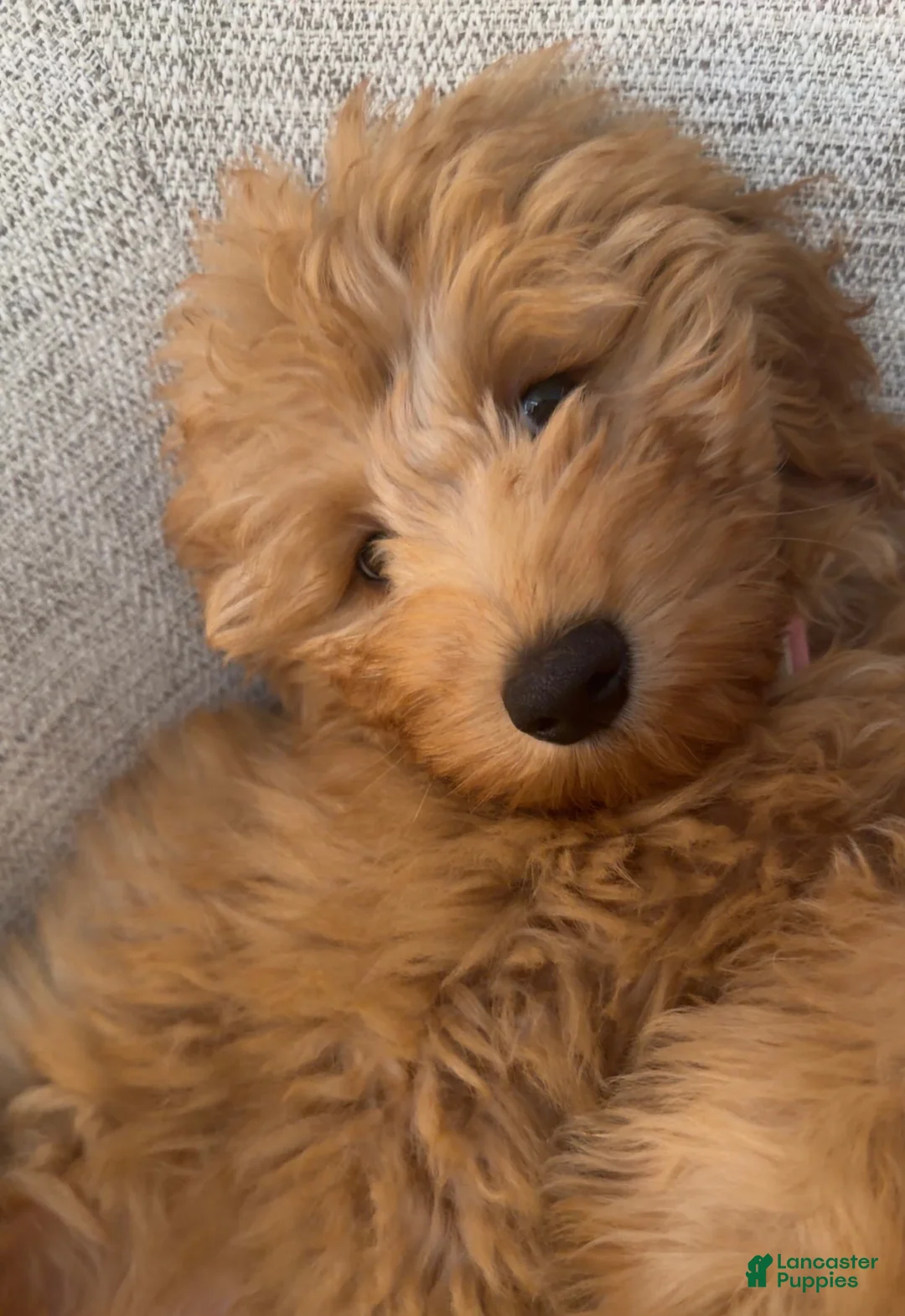 Mini Goldendoodle dogs for sale: Mini Goldendoodle Girl - Ad 1