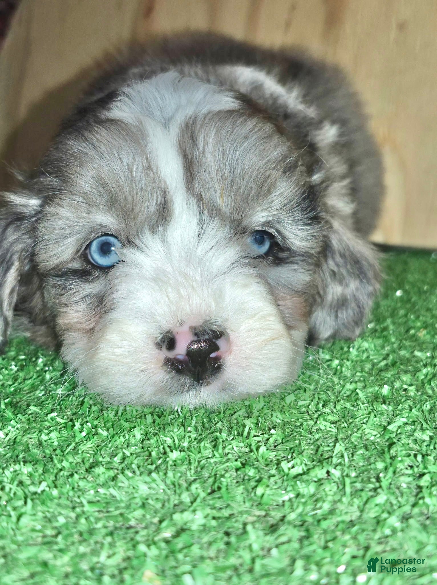 Mini Aussiedoodle dogs Mini Aussiedoodle Puppy 5 - Ad 2