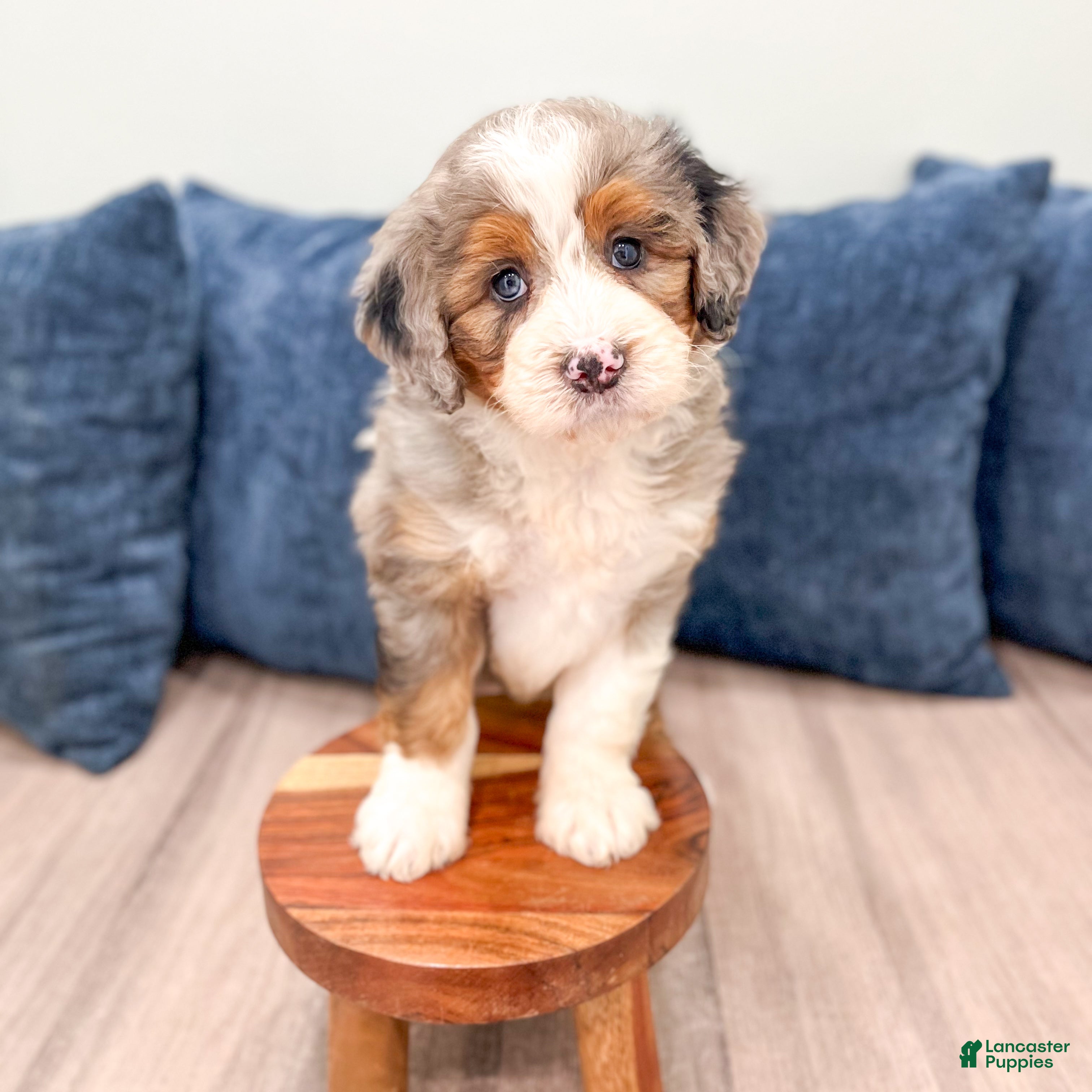 Mini Bernedoodle dogs for sale: Walter - Ad 3