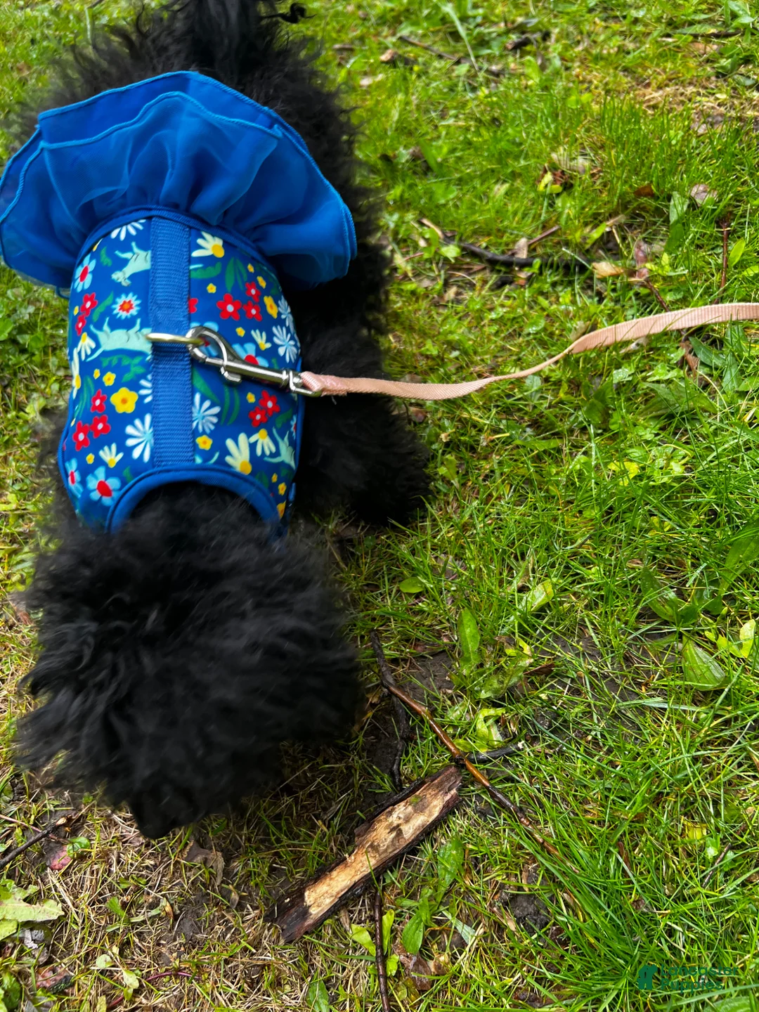 Miniature Poodle dogs for sale: Miniature Poodle Puppy 1 - Ad 2