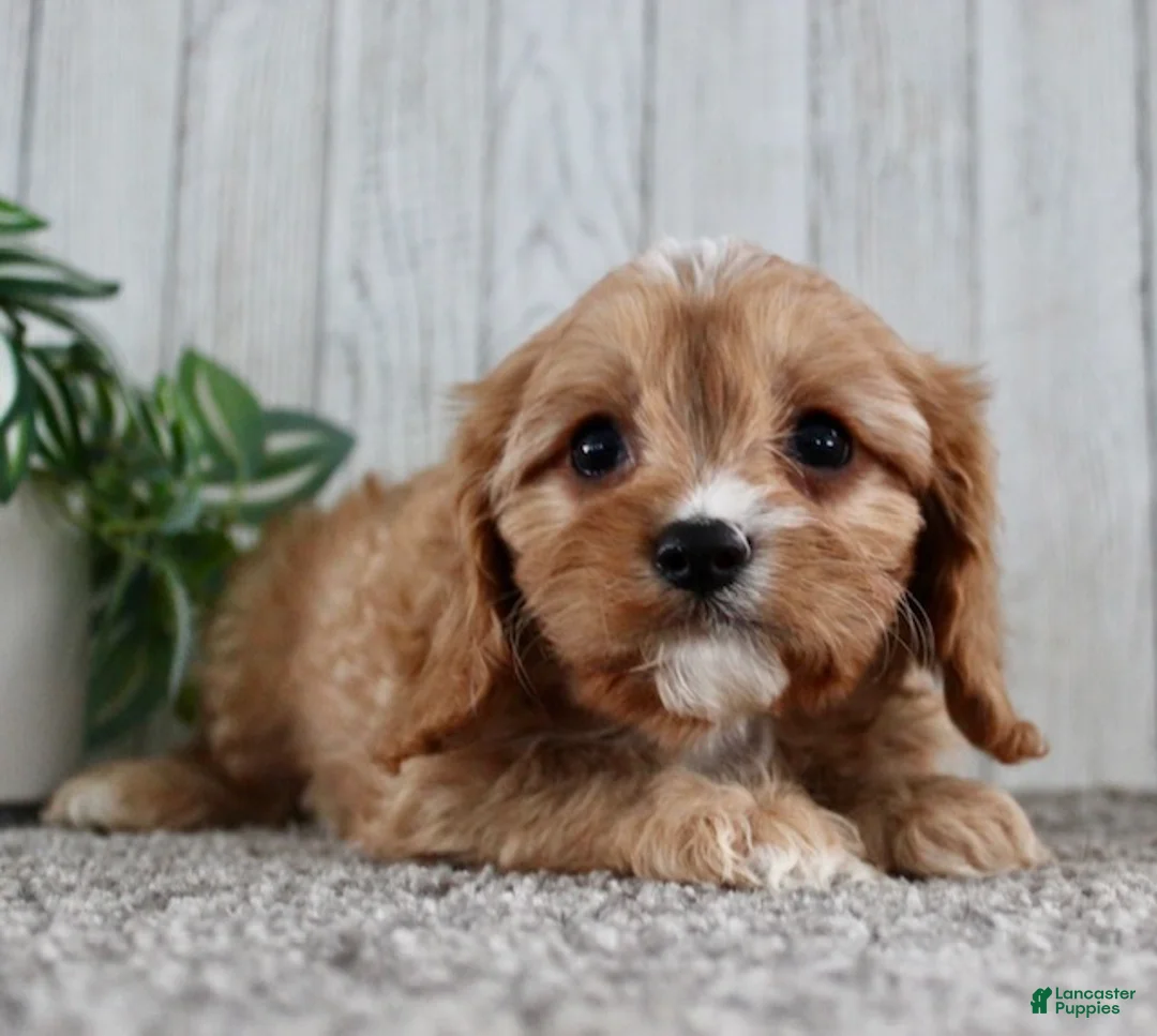 Cavapoo dogs for sale: Mikey - Ad 5